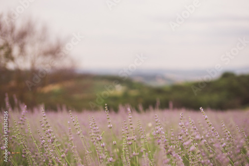 Spectacular lavender field in summer. Shallow focus.