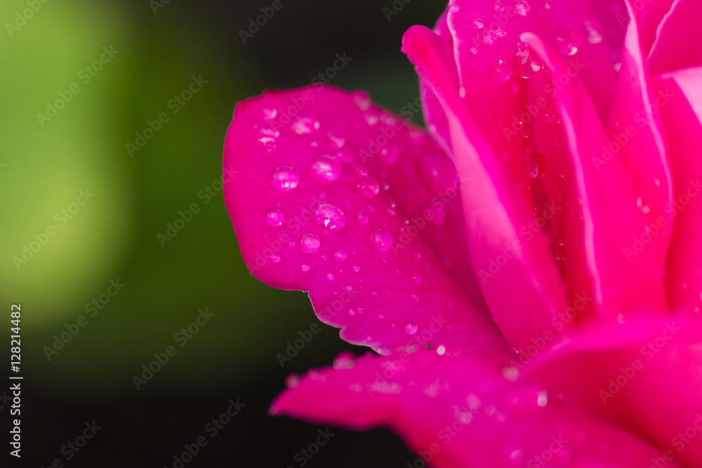 Drops on a rose petal. Rose in drops of dew. Flower in the rain.