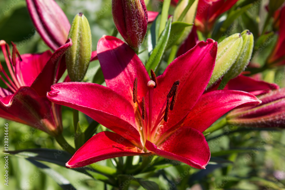 Flower of a red lily in the sun. Lilies in the garden. Flower of a red lily in the sun. Lilies in the garden.