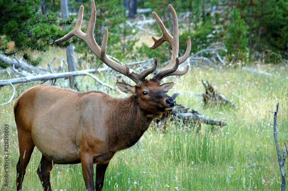 Large Bull Elk in Yellowstone National Park Wyoming Large Bull Elk in Yellowstone National Park Wyoming