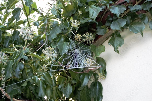 plants and frosted spider's web