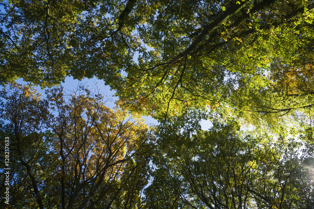 Obraz premium Licht im Herbstwald