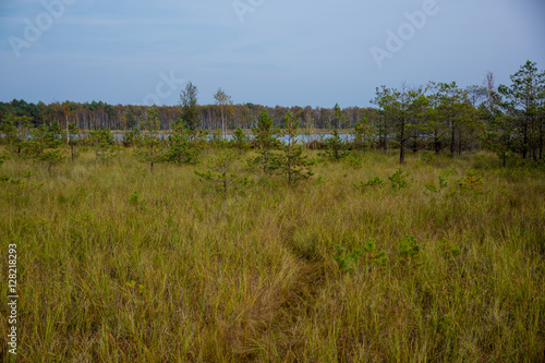 perennial grasseson wetlands