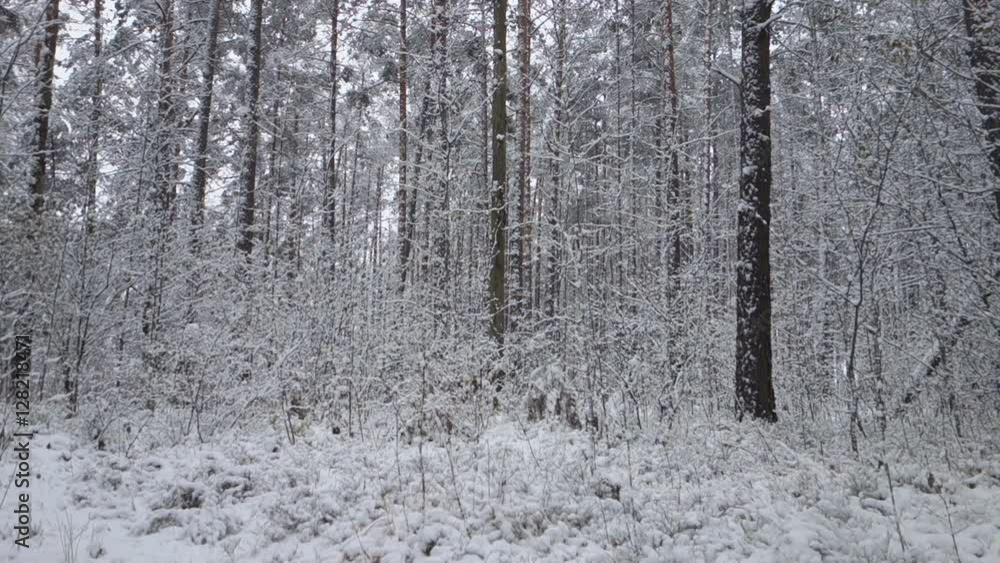 in winter forest snow falls among the trees in winter forest snow falls among the trees