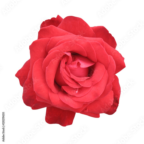Fototapeta Naklejka Na Ścianę i Meble -  Flower of red rose isolated on white background.