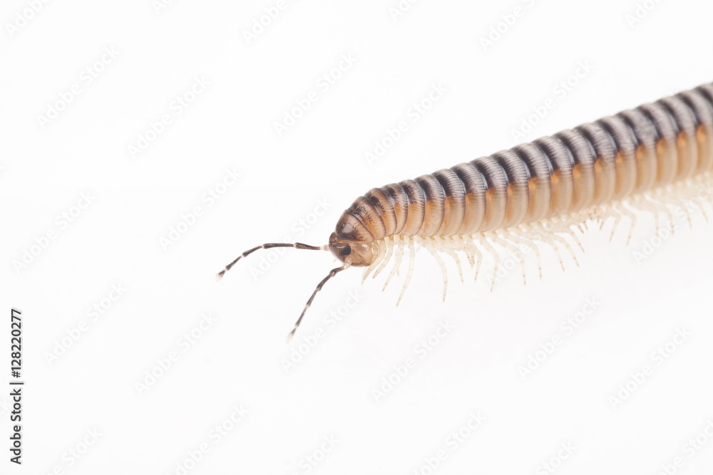 Diplopoda Diplopoda