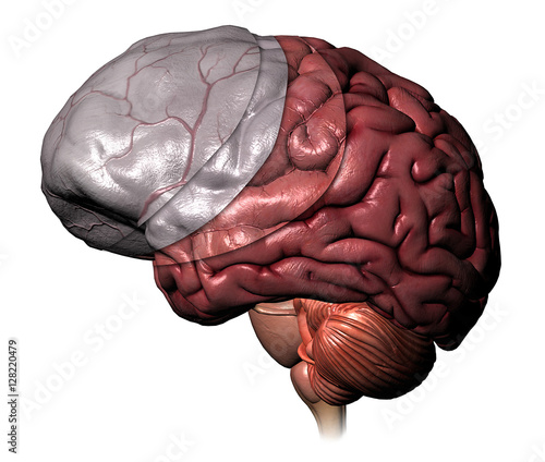 Layers of the Cerebrum photo