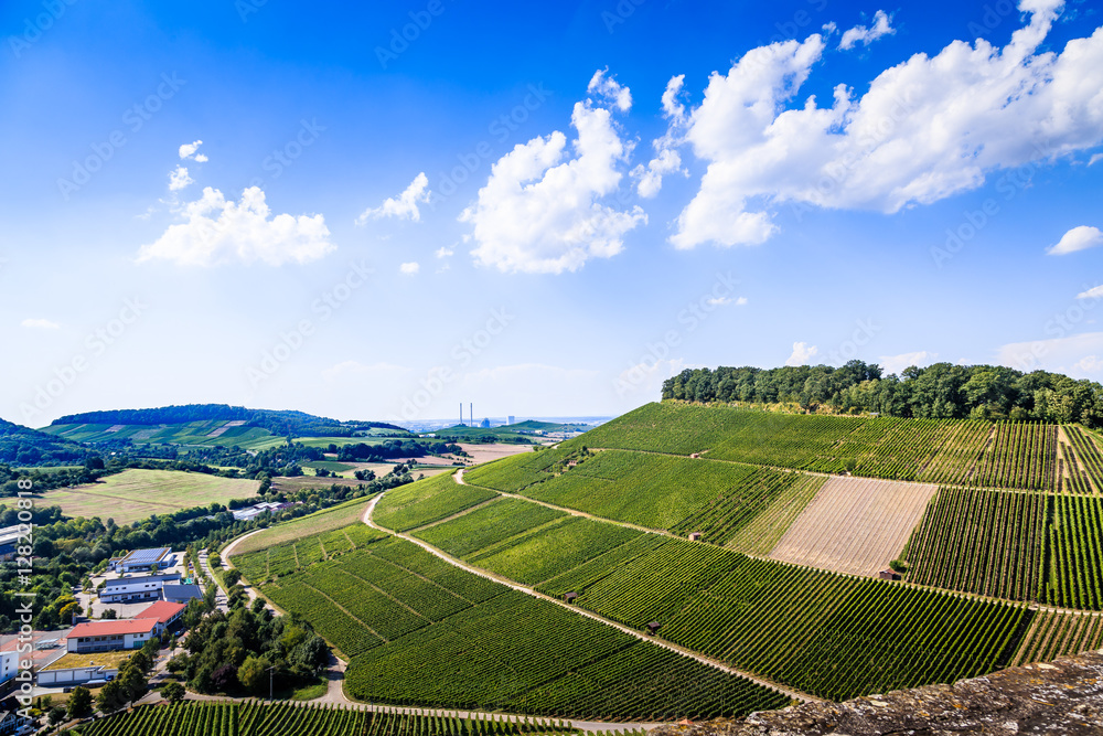 Weinanbau in weinsberg am Neckar wein reben