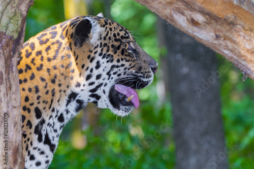 Spotted jaguar profile