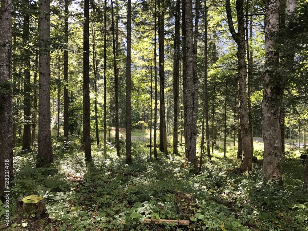 Obraz premium Foresta 