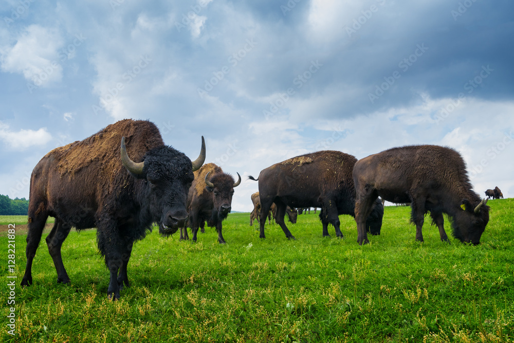 Bisons 2 Bisons 2
