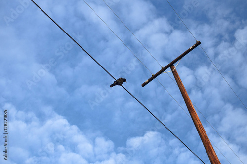 Wallpaper Mural Crow on a Wire Torontodigital.ca