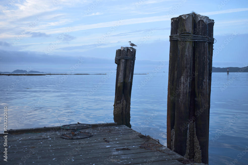 Seagull on the Dock