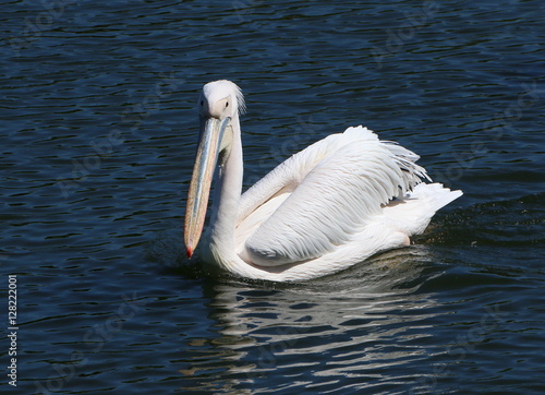 Eastern or Great White Pelican (Pelecanus onocrotalus) swimming at close range in a lake. 