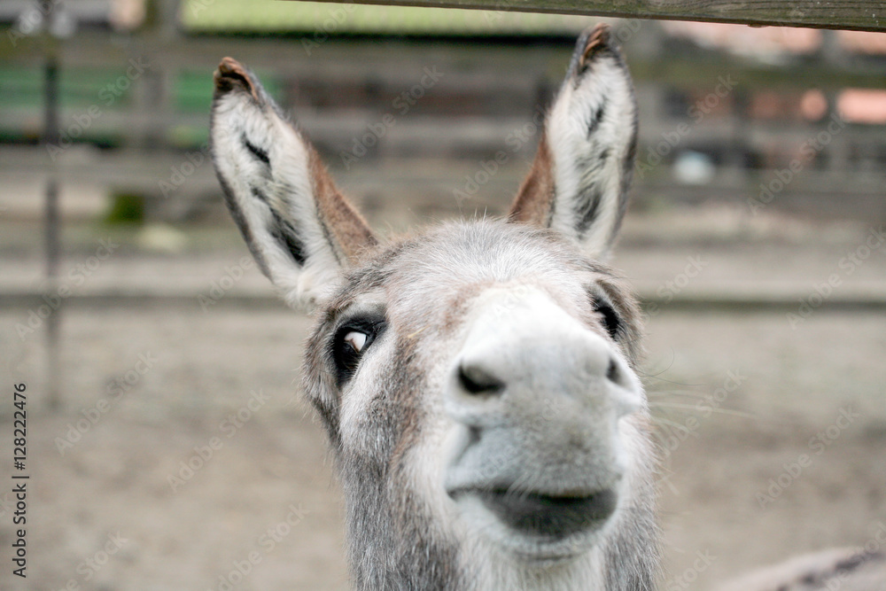 Funny donkey close-up portrait