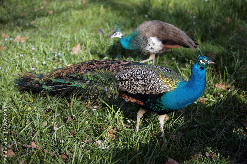 Fototapeta premium Two peacocks on the grass