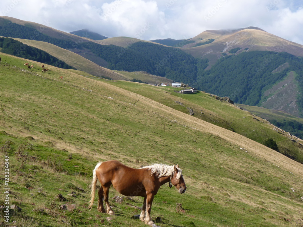 Beautiful mountain landscape. A horse grazing on the background of mountain peaks, Pyrenees