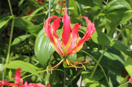 Fototapeta Naklejka Na Ścianę i Meble -  Red and yellow 