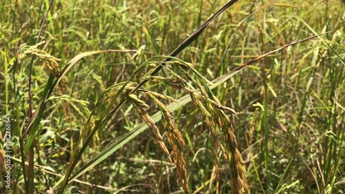 Thailand farmer harvest on a rice field
