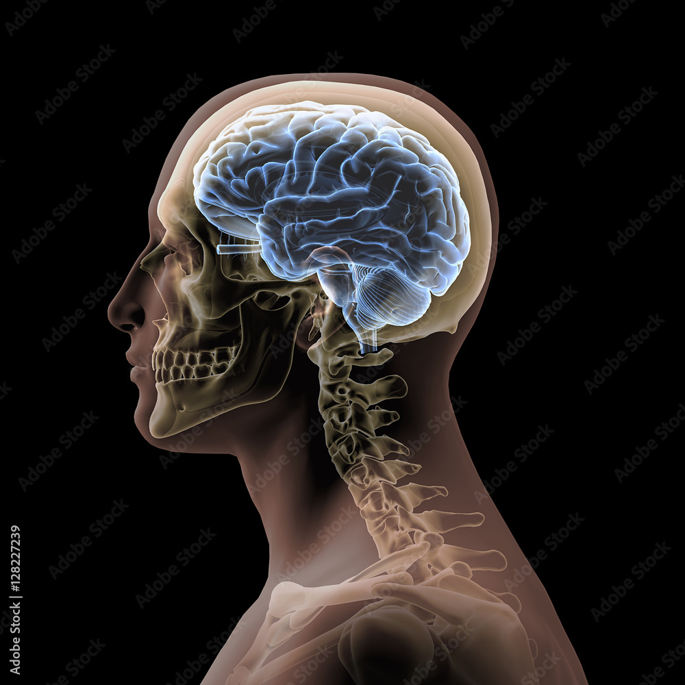 Profile of Man's Head with Skull and Brain Stock Illustration | Adobe Stock