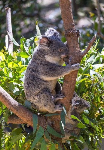 Koala with baby on the tree