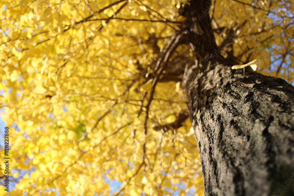Obraz premium blurry yellow ginkgo tree background