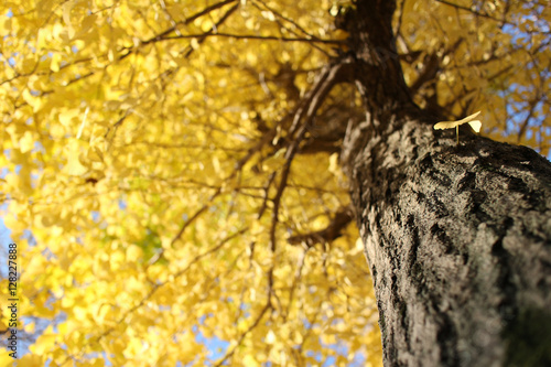 blurry yellow ginkgo tree background