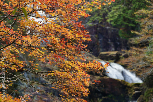waterfall / The autumn leaves and waterfall, there are extremely beautiful.