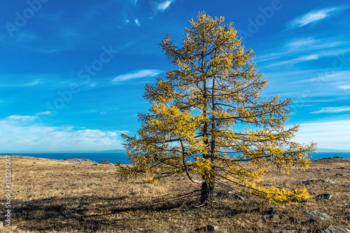 Lonely larch in Tazheranskaya steppe photo