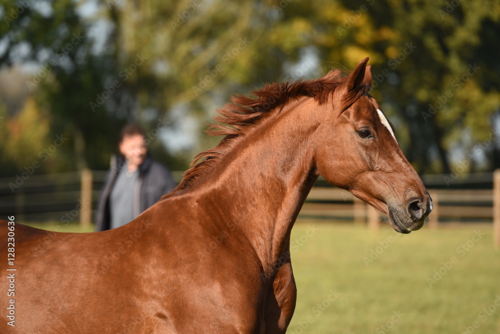 Fototapeta premium Galopująca klacz