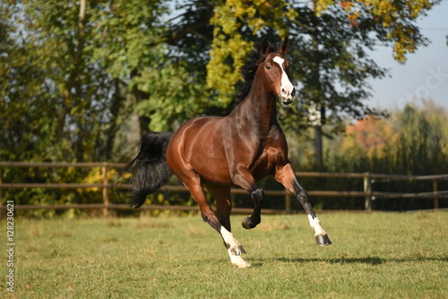 Fototapeta Naklejka Na Ścianę i Meble -  Galoppierendes Pferd