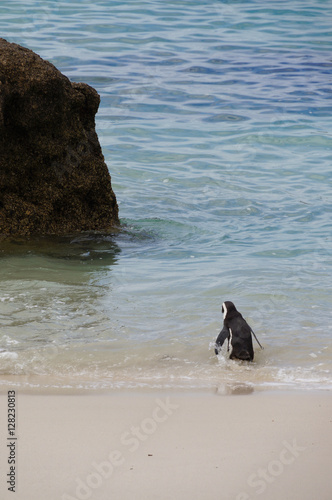 Cute penguin at Boulders Beach,Cape Town,South Africa.