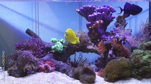 Salt water fish tank with coral reef aquarium
