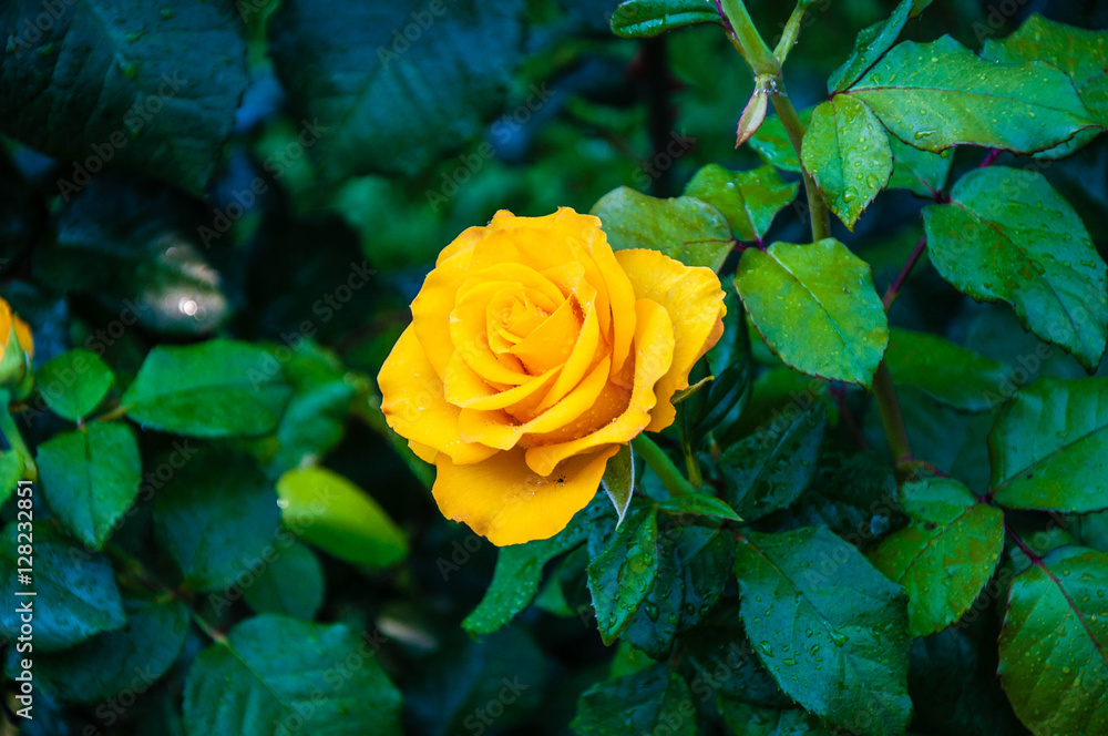 Fotografie Yellow roses after the rain.