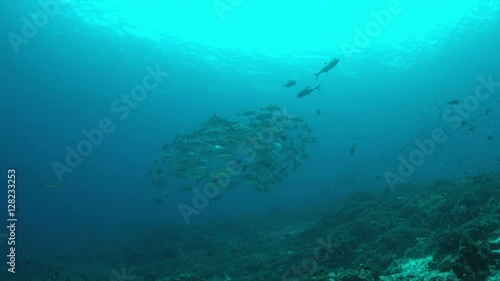 Wallpaper Mural Big-eye Trevallies on a colorful coral reef. 4k footage Torontodigital.ca