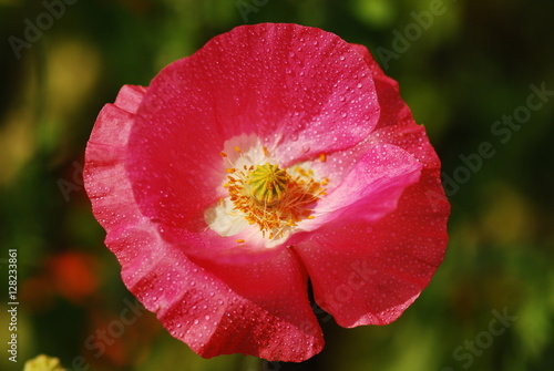 A Wild Red Poppy Flower with green background. Isolated beautiful Poppy in the field. A poppy with backlight.