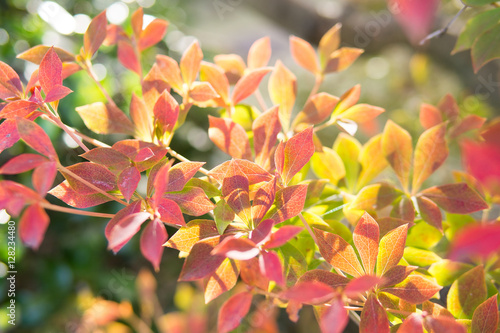 ドウダンツツジ　紅葉 photo