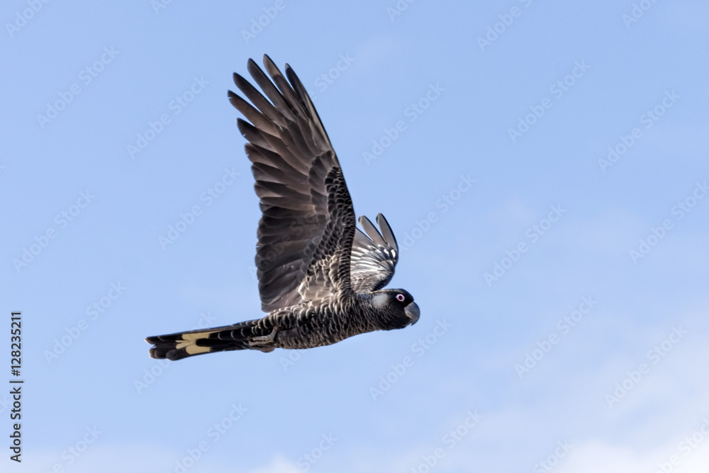 Carnaby's Cockatoo or Short-billed Black Cockatoo Calyptorhynchus latirostris, a large black cockatoo native to western Australia