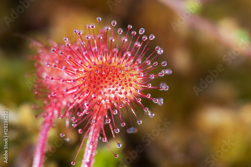 beautiful blooming sundew photo