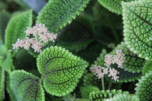 Detailed leafs