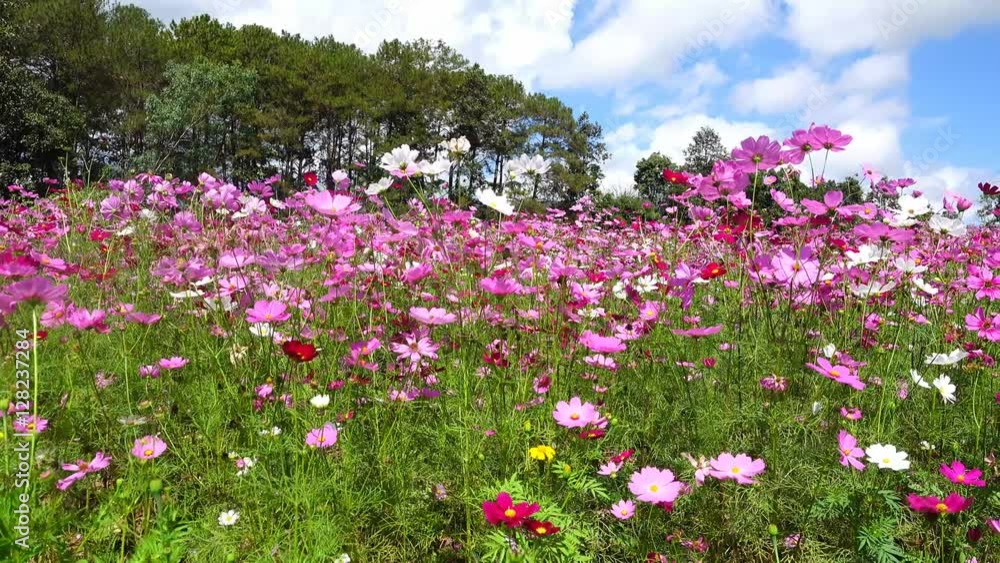 Beautiful cosmos flowers swaying in the breeze Beautiful cosmos flowers swaying in the breeze