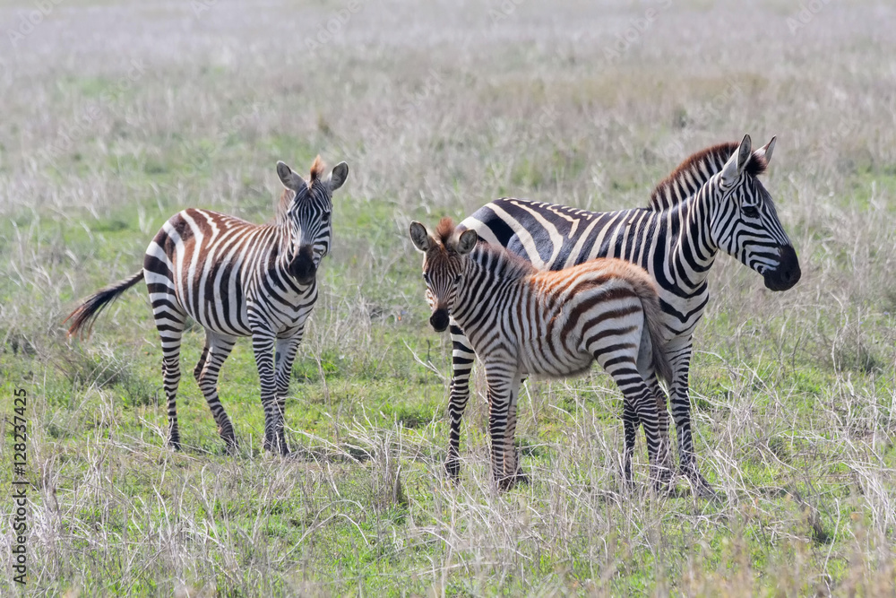 Burchell’s Zebras in profile graze on savanna pasture on blurred vignette. Serengety National Park, Great Rift Valley, Tanzania, Africa.
Burchell’s Zebras in profile graze on savanna pasture on blurred vignette. Serengety National Park, Great Rift Valley, Tanzania, Africa.
