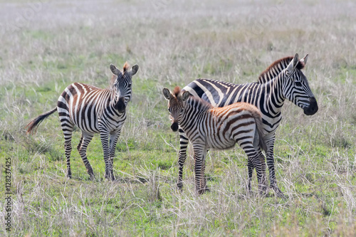 Burchell   s Zebras in profile graze on savanna pasture on blurred vignette. Serengety National Park  Great Rift Valley  Tanzania  Africa.  