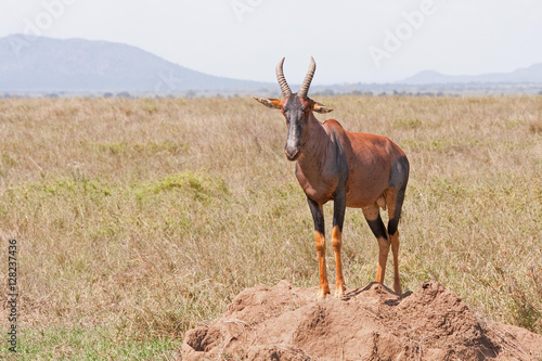 Topi antelope stands on clay heap in savanna plain against cloudy sky and blurred mountain background. Serengeti National Park, Great Rift Valley, Tanzania, Africa.    © shujaa_777