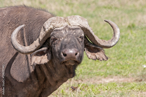 African buffalo (Syncerus caffer) in face. Ngorongoro Crater, Great Rift Valley, Tanzania, Africa.
 photo