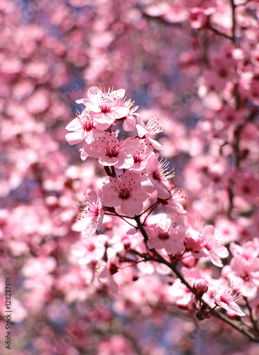 pink plum blossoms on a spring day, with a shallow depth of fiel