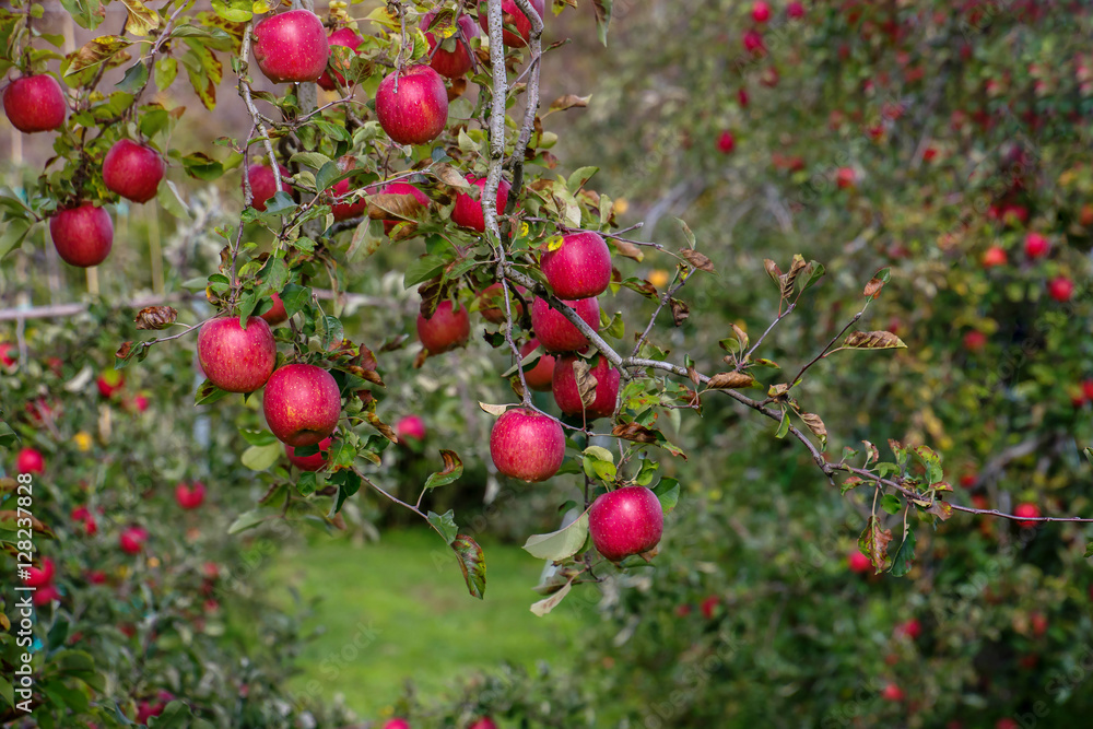Red Apple on Apple Tree in Orchard, Ready for Harvest Red Apple on Apple Tree in Orchard, Ready for Harvest