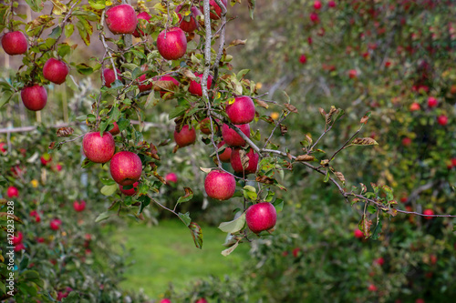 Red Apple on Apple Tree in Orchard, Ready for Harvest