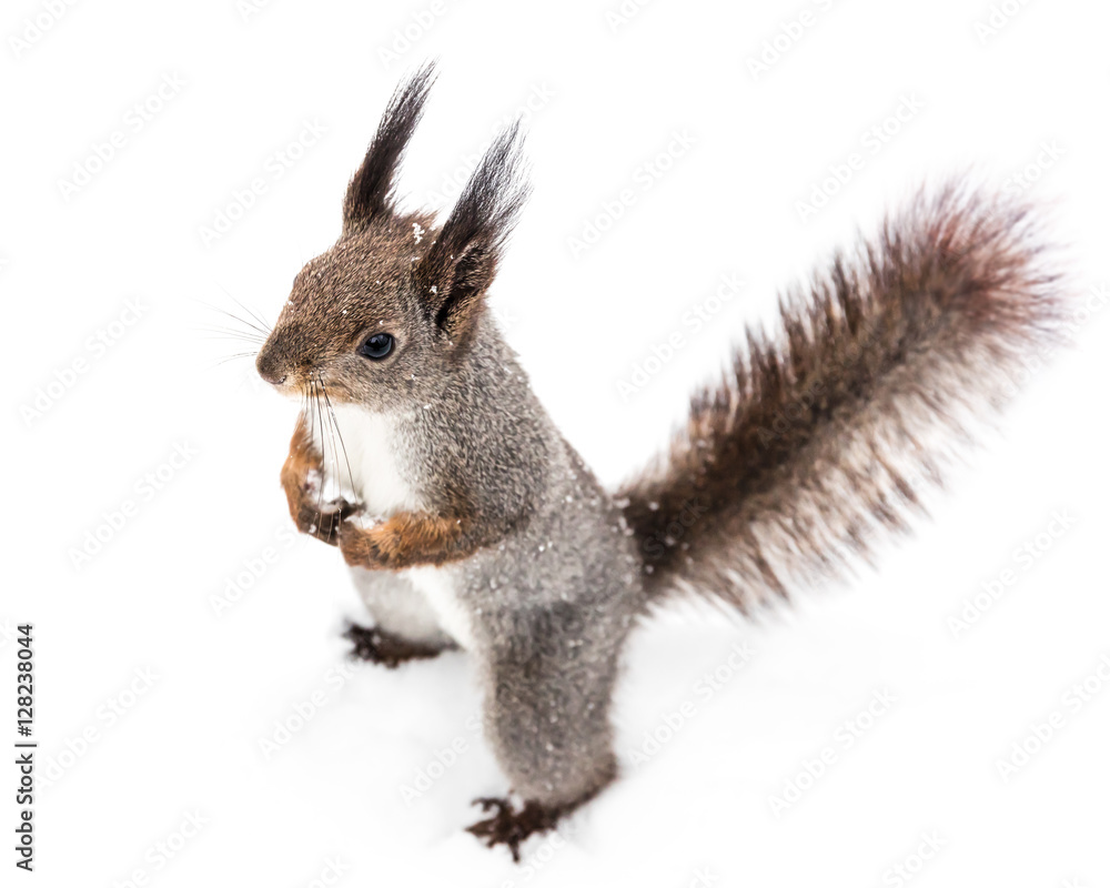 Fototapeta premium curious grey squirrel with fluffy tail looking at distance on white snow background