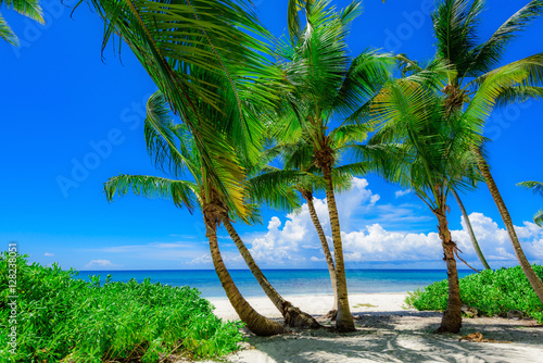 paradise tropical beach palm © dbrus